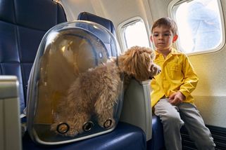 Raději pes než dítě, shodují se na sousedovi v letadle pasažéři - Novinky