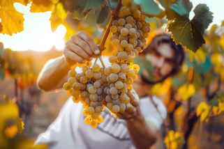 Nejsnazší způsob, jak připravit vinnou révu na zimu: Wellness, který ji promění v hvězdu zahrady