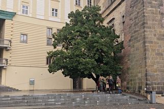 Vzácný stálezelený dub na Pražském hradě absolvoval zkoušku odolnosti - Novinky