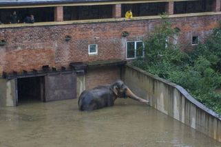 Zastřelili jsme Jonákova medvěda a další tři šelmy. Exředitel pražské zoo vzpomíná na tragické záplavy.