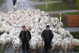 Fotky: Ovce sestupují, staletá polská tradice ohlásila konec léta - Seznam Zprávy