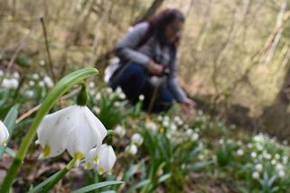 Už vykvetly? Za bledulemi do Pekla míří tisíce lidí - Novinky