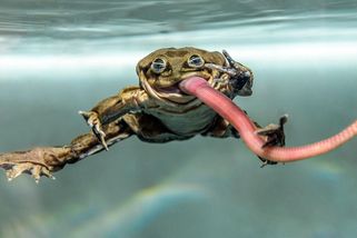 Šourková žába: Od posvátného symbolu k bizarnímu afrodiziaku. Kolébka Inků je dnes jejím hrobem - Médium.cz