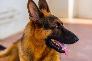 Malá koťata si zabrala psí pelíšek německého ovčáka. Ten se zachoval jako správný gentleman - NeposlušnéTlapky