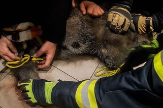 Do drogerie na Chrudimsku vběhl divočák - Novinky