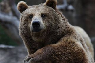 Turistu v Tatrách překvapil medvěd. Stačila jedna věta a šelma prchla do lesa