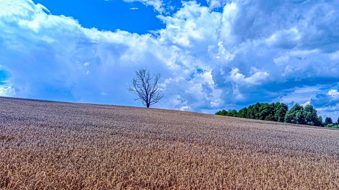 Je vláda oligarchie pro Čechy lepší než demokracie? - Médium.cz