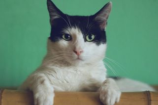 Jak nám záchrana kočky přinesla velké trápení - Médium.cz