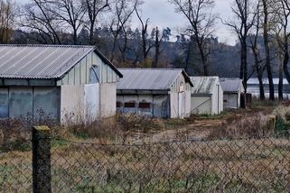 Kvůli ptačí chřipce přijde farma z Třebíčska o 20 tisíc kachen. Pravidla jsme neporušili, brání se majitel - Novinky
