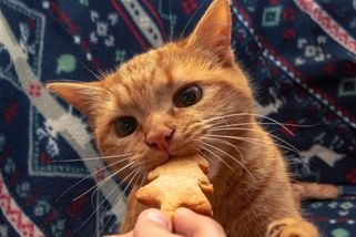 Ani kousek nedostaneš! Kočky nesmí jíst čokoládu a pít mléko