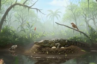 Vědci našli skořápky vajec krokodýlů, kteří na kořist padali ze stromů - Seznam Zprávy