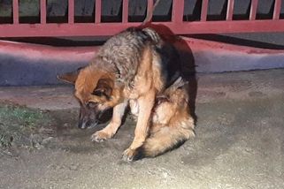 Umírajícího vlčáka uvázali u brány, doma měli další zubožené psy - Novinky