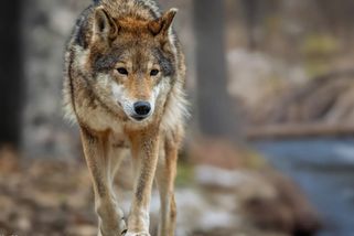 Ochranář převezl z Česka do Bavorska mrtvého vlka. Teď ho vyšetřuje policie - Echo24.cz