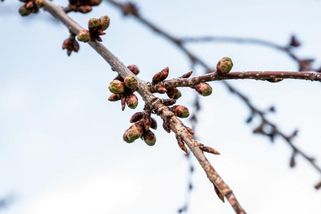 Předpověď počasí na víkend: Teploty vyrostou, čeká nás typické jaro