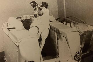 Lajka: první živá bytost na oběžné dráze a cena, kterou za to zaplatila - Médium.cz