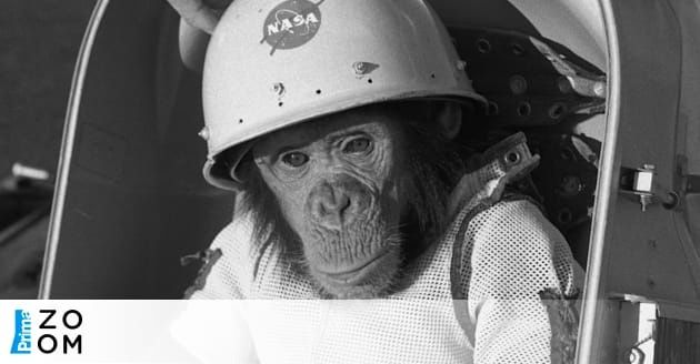 Smutné příběhy opic, které se vydaly do vesmíru: Výjimkou byl jen slavný šimpanz Ham