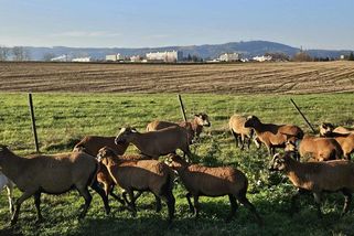 Smečka vlků za bílého dne napadla stádo ovcí přímo na kraji Ústí nad Orlicí - Novinky