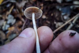 Benda chce legalizovat lék z lysohlávek. Psilocybin má zabírat na deprese - Seznam Zprávy