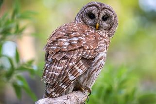 Americká vláda chce vystřílet sovy za více než miliardu dolarů. Kongresmani to považují za nesmyslné plýtvání