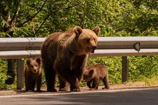 Myslivci mají podezření, že v Česku někdo záměrně vypouští medvědy - Novinky