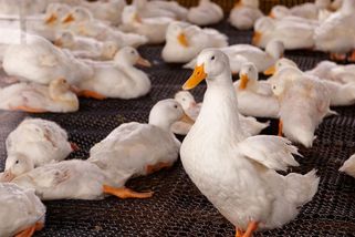 Třetí ohnisko ptačí chřipky v jednom týdnu. Nakažené jsou kachny na Nymbursku - Seznam Zprávy