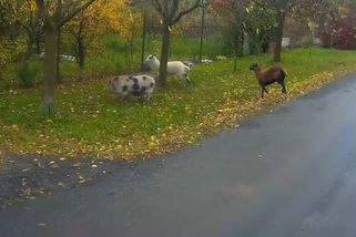 Prase a dvě kozy si v Brně zašli do prodejny s luxusními vozy. Odchytávali je strážníci - Novinky