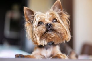 Jorkšír připomínal jezevčíka. Žena z jihu Čech vydávala podvraťáky za čistokrevné psy, podvedla desítky lidí - Novinky