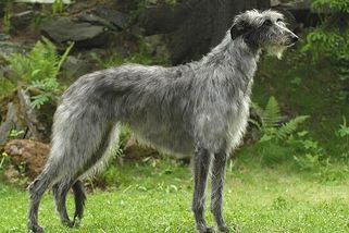 Skotský jelení pes: Dříve bez zaváhání srazil a usmrtil jelena. Dnes je spíše rodinným psem - Médium.cz