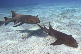 Na Maledivách pokousal žralok mladou Rusku - Novinky