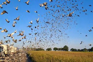 Města řeší redukci holubů. Mladá Boleslav má nový holubník na střeše parkovacího domu - Novinky