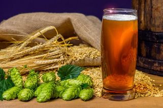 Cesta, jak snížit cenu piva? Vědci hledají způsob, jak nahradit chmel - Seznam Zprávy