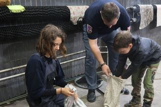 Kachně s káčaty se zalíbilo u plzeňského soudu, musela je vyvést vězeňská služba - Novinky