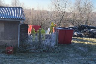 V Blatné začali s vybíjením kachen nakažených ptačí chřipkou. Pomáhají i vězni - Novinky