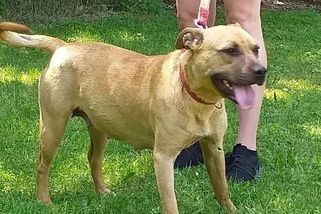 Seniorka se lekla štěkajícího psa a po pádu se zranila. Majitel zvířete musí zaplatit milion - Novinky