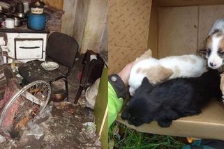 Na vodu v kýblu nedosáhla. Štěňata na Plzeňsku žila v otřesných podmínkách - Novinky