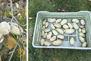 Banán a mango v jednom. Muďoul je exotický strom, který ustojí i mráz