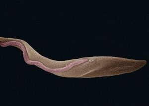 Mutace spavé nemoci zpochybňuje náhodnost mutací