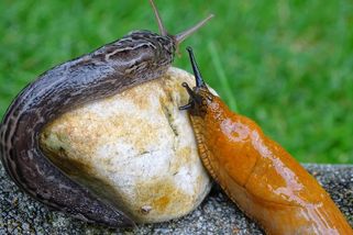 Zapomeňte na granulky: Postřik proti slimákům vyrobíte sami