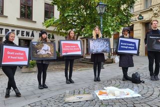 Obránci zvířat drželi pietu za mrtvé svatomartinské husy - Novinky