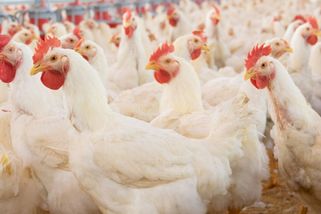 Drůbežáři: Přestavby se nestihnou, může chybět až 15 procent vajec - Seznam Zprávy