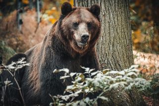 Slovensko podlehlo krvelačné lobby myslivců a lovců. Doplatí na to chránění medvědi - Médium.cz