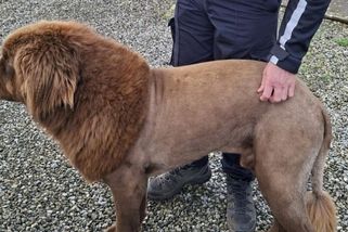 V Irsku natočili volně pobíhajícího lva. Vyklubal se z něj svérázně ostříhaný pes - Novinky