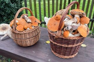 Kvíz: Poznáš každou houbu v lese? A co na fotografii?