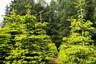 Vlastníkům lesa ubydou povinnosti, ekologické organizace jsou proti - Novinky