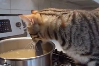 Ať to má šmak. Kočka si do polévky na sporáku přinesla vlastní myš - Novinky