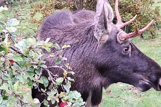 Losa Emila odehnala policie ze zahrady na Klatovsku, zvíře se tam stejně vrátilo na jablka - Novinky