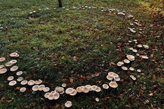 Velký kruh z hub se objevil na Novojičínsku. Lidé se na něj jezdí dívat - Novinky