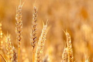 Unie zakazuje chemii na poli, ale náhrady nenabízí. Nejohroženější je pšenice - Seznam Zprávy