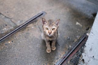 Zima pomalu přichází. A s ní i ticho, ve kterém umírají kočky bez domova. - Médium.cz