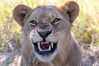 Lev se zakousl mladé Švédce na safari do šíje a zlomil jí dva obratle. Jako zázrakem přežila - Novinky